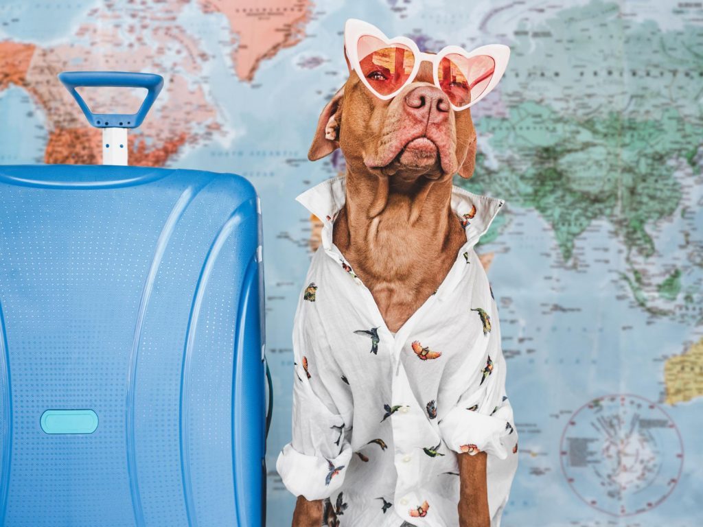 Dicas de viagem: cachorro com óculos